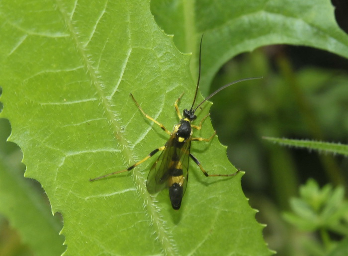 Ctenophora ornata? No. Ichneumonidae